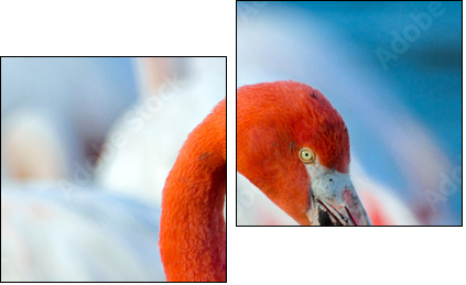 Pink flamingo on the lake  - Obraz dwuczęściowy, Dyptyk