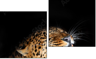 Leopard  - Obraz dwuczęściowy, Dyptyk