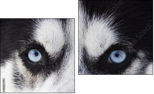 Close up on blue eyes of husky  - Obraz dwuczęściowy, Dyptyk