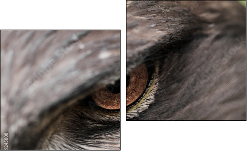 Steppe Eagle  - Obraz dwuczęściowy, Dyptyk