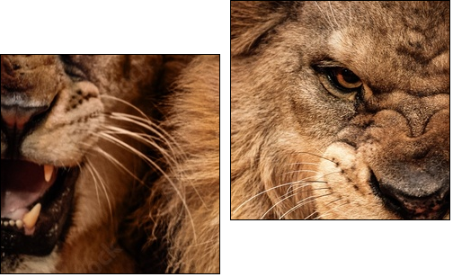 Close-up shot of two roaring lion  - Obraz dwuczęściowy, Dyptyk