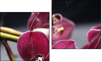 set of branch gorgeous red orchid on stones reflection  - Obraz dwuczęściowy, Dyptyk