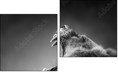 Lion displaying dangerous teeth  - Obraz dwuczęściowy, Dyptyk