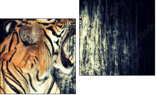 Tiger against grunge wall  - Obraz dwuczęściowy, Dyptyk