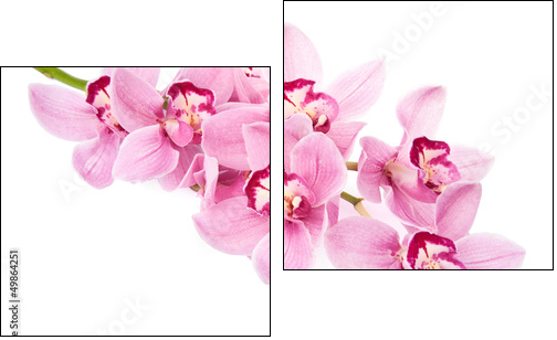 pink orchid flowers isolated  - Obraz dwuczęściowy, Dyptyk