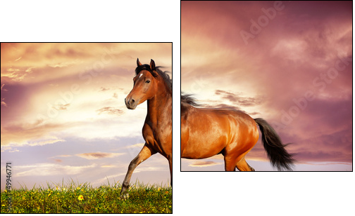 Beautiful brown horse running trot  - Obraz dwuczęściowy, Dyptyk