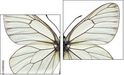 Isolated Black-veined White butterfly  - Obraz dwuczęściowy, Dyptyk