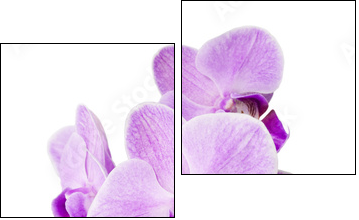 Light purple orchid isolated on white  - Obraz dwuczęściowy, Dyptyk
