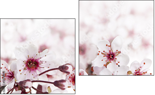 Cherry blossoms  - Obraz dwuczęściowy, Dyptyk