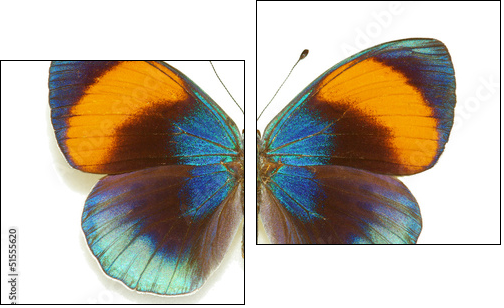 Exotic butterfly Asterope sapphira  - Obraz dwuczęściowy, Dyptyk