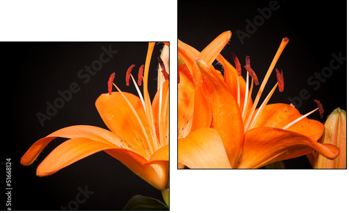 lilies on a black background  - Obraz dwuczęściowy, Dyptyk