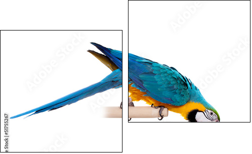 Blue and Yellow Macaw (Ara Ararauna) on white  - Obraz dwuczęściowy, Dyptyk