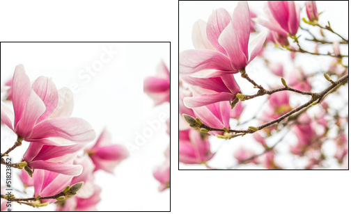 MagnolienblÃ¼ten FrÃ¼hlingszeit  - Obraz dwuczęściowy, Dyptyk