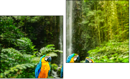 Blue-and-Yellow Macaw  - Obraz dwuczęściowy, Dyptyk