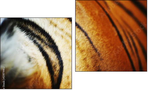 tiger  - Obraz dwuczęściowy, Dyptyk