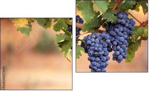 Large bunches of red wine grapes on vine  - Obraz dwuczęściowy, Dyptyk