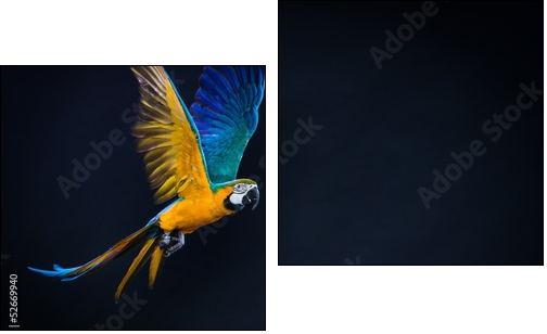 Colourful flying Ara on a dark background  - Obraz dwuczęściowy, Dyptyk