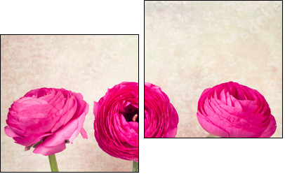 Three single ranunculus flowers on vintage background  - Obraz dwuczęściowy, Dyptyk