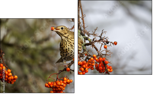 Song thrush, Turdus philomelos  - Obraz dwuczęściowy, Dyptyk