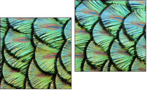 peacock background  - Obraz dwuczęściowy, Dyptyk