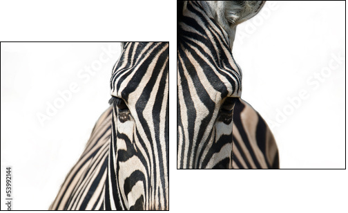 Isolated zebra  - Obraz dwuczęściowy, Dyptyk
