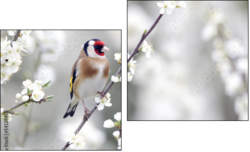 Goldfinch, Carduelis carduelis  - Obraz dwuczęściowy, Dyptyk