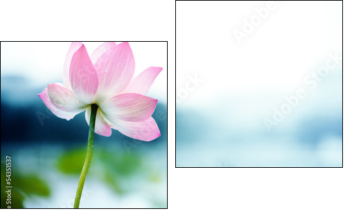 blooming lotus flower  - Obraz dwuczęściowy, Dyptyk