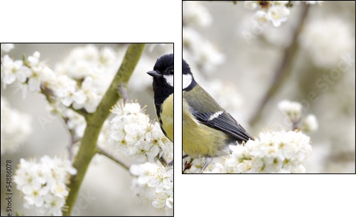 Great tit, Parus major, single bird on blossom  - Obraz dwuczęściowy, Dyptyk