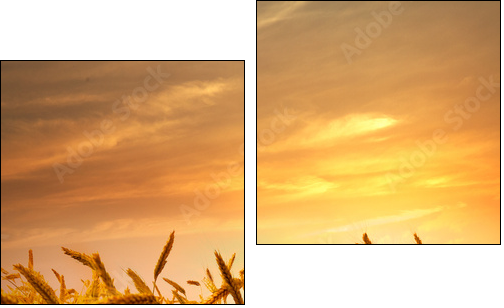 A field of wheat in the golden light of sunset.  - Obraz dwuczęściowy, Dyptyk