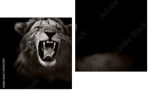 Lion displaying dangerous teeth  - Obraz dwuczęściowy, Dyptyk