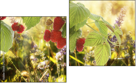 Raspberry.Garden raspberries at Sunset.Soft Focus  - Obraz dwuczęściowy, Dyptyk