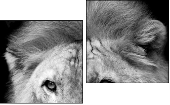 Lion portrait  - Obraz dwuczęściowy, Dyptyk
