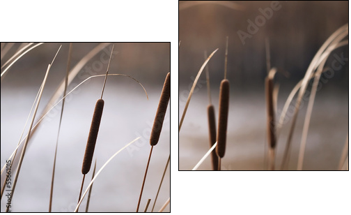 Reeds in Autumn  - Obraz dwuczęściowy, Dyptyk