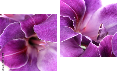 Beautiful gladiolus flower close up  - Obraz dwuczęściowy, Dyptyk