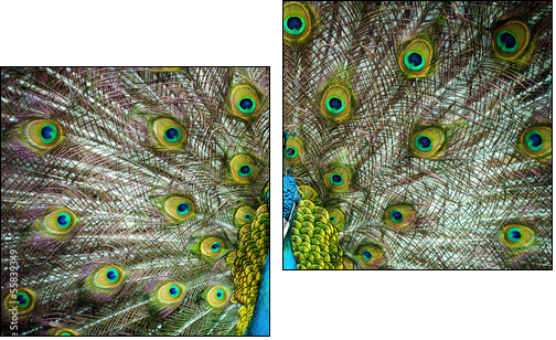 Peacock closeup on a background of feathers  - Obraz dwuczęściowy, Dyptyk