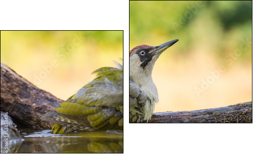 European Green Woodpecker  - Obraz dwuczęściowy, Dyptyk