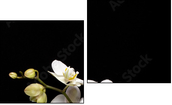 White orchid isolated on black  - Obraz dwuczęściowy, Dyptyk