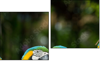 parrot  - Obraz dwuczęściowy, Dyptyk