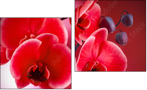 orquÃ­deas rojas con fondo y agua  - Obraz dwuczęściowy, Dyptyk