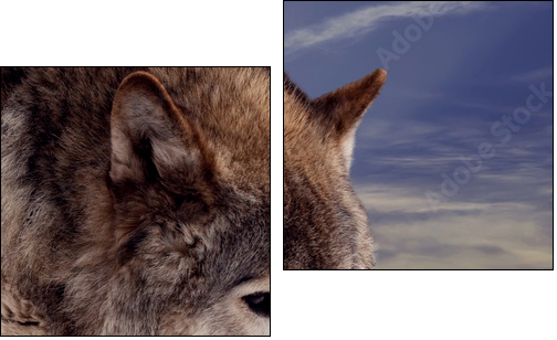 Head of wolf  - Obraz dwuczęściowy, Dyptyk