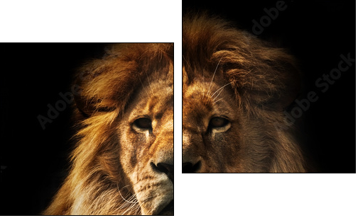 Lion portrait with rich mane on black  - Obraz dwuczęściowy, Dyptyk