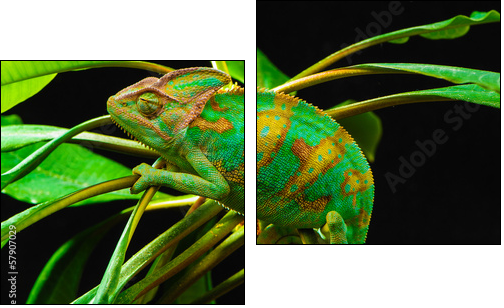 One Yemen chameleon  - Obraz dwuczęściowy, Dyptyk