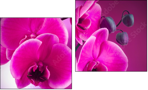 natural floral background, spa concept  - Obraz dwuczęściowy, Dyptyk