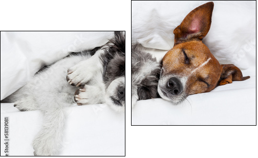 two dogs in love  - Obraz dwuczęściowy, Dyptyk