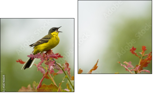 Yellow Wagtail singing on tree branch  - Obraz dwuczęściowy, Dyptyk