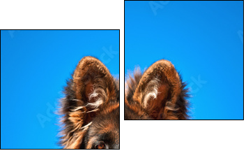 Portrait of german shepherd puppy  - Obraz dwuczęściowy, Dyptyk