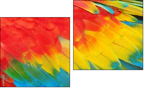 Parrot feathers, red and blue exotic texture  - Obraz dwuczęściowy, Dyptyk
