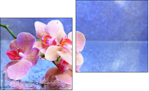 Beautiful blooming orchid with water drops  - Obraz dwuczęściowy, Dyptyk