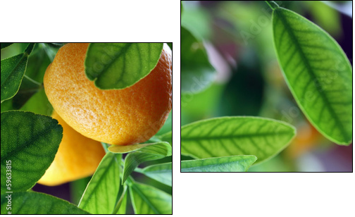 Fresh oranges  - Obraz dwuczęściowy, Dyptyk