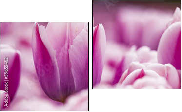 Pink tulips  - Obraz dwuczęściowy, Dyptyk